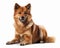 photo of Finnish spitz isolated on white background. Generative AI