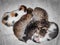 Photo five little kittens of different color lie on top of each other on a white wool mat