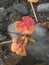 photo of Flamboyant flowers falling on a rock