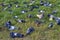 Photo of a flock of pigeons on green grass.