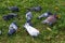 Photo of a flock of pigeons on green grass. Close-up.