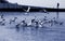 Photo of a flock of seagulls in the sea