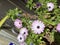 Photo of the flower of African daisies Osteospermum