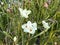 Photo of the flower of African lily