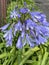 Photo of the flower of Agapanthus