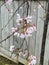 Photo of the flower of Almond , Sweet almond , Almendro or Prunus dulcis Mill. D.A.Webb