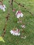 Photo of the flower of Almond , Sweet almond , Almendro or Prunus dulcis Mill. D.A.Webb