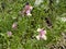 Photo of the flower of Annual toadflax