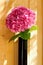 Photo of a flower called hydrangea in pink color on a light wooden background