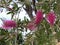 Photo of Flower of Callistemon Hot Pink Bottlebrush