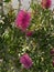 Photo of Flower of Callistemon Hot Pink Bottlebrush