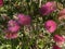 Photo of Flower of Callistemon Hot Pink Bottlebrush