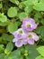 Photo of Flower of Chinese Violet  Ganges Primrose Philippine Violet Coromandel Creeping Foxglove or Asystasia Gangetica