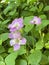 Photo of Flower of Chinese Violet  Ganges Primrose Philippine Violet Coromandel Creeping Foxglove or Asystasia Gangetica