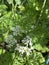 Photo of the Flower of Coriander Coriandrum Sativum Chinese Parsley Dhania or Cilantro