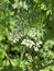 Photo of the Flower of Coriander Coriandrum Sativum Chinese Parsley Dhania or Cilantro