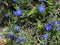 Photo of the Flower of Glandora Prostrata Shrubby Gromwell Creeping Gromwell or Purple Gromwell