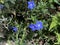 Photo of the Flower of Glandora Prostrata Shrubby Gromwell Creeping Gromwell or Purple Gromwell