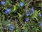 Photo of the Flower of Glandora Prostrata Shrubby Gromwell Creeping Gromwell or Purple Gromwell