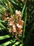 Photo of the flower of Grevillea Deua Gold plant