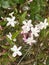 Photo of the Flower of Jasminum Officinale Common Jasmine or Summer Jasmine