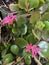 Photo of Flower Kalanchoe Blossfeldiana Florist Kalanchoe Madagascar Widow`s-Thrill Christmas Kalanchoe or Flaming Katy