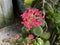 Photo of Flower Kalanchoe Blossfeldiana Florist Kalanchoe Madagascar Widow`s-Thrill Christmas Kalanchoe or Flaming Katy