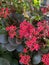 Photo of Flower Kalanchoe Blossfeldiana Florist Kalanchoe Madagascar Widow`s-Thrill Christmas Kalanchoe or Flaming Katy