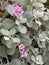 Photo of Flower Kalanchoe pumila baker or Kalanchoe Silver Gray