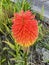 Photo of the Flower of Kniphofia Uvaria Tritomea Torch Lily or Red Hot Poker