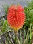 Photo of the Flower of Kniphofia Uvaria Tritomea Torch Lily or Red Hot Poker