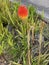 Photo of the Flower of Kniphofia Uvaria Tritomea Torch Lily or Red Hot Poker