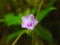 This is a photo of a flower with the Latin name Ipomoea triloba L.