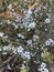 Photo of the Flower of Leptospermum Scoparium Manuka or New Zealand Teatree