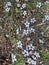 Photo of the Flower of Leptospermum Scoparium Manuka or New Zealand Teatree