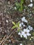 Photo of the Flower of Leptospermum Scoparium Manuka or New Zealand Teatree