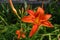 Photo flower lily on green background.