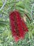 Photo of Flower of Melaleuca Citrina Common Red Crimson or Lemon Bottlebrush