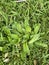 Photo of the Flower of Plantago Lanceolata Ribwort Plantain Narrowleaf Plantain or English Plantain