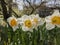Photo of the Flower of Poet`s Narcissi or Pheasant`s Eye Narcissus Poeticus in botanical garden