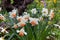 Photo of the Flower of Poet`s Narcissi or Pheasant`s Eye Narcissus Poeticus in botanical garden