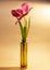 Photo of flower tulip