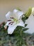 Photo of the flower of a white Oriental lily