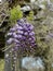 Photo of the flower of Wisteria Amethyst or Chinese Wisteria