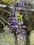 Photo of the flower of Wisteria Amethyst or Chinese Wisteria