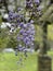 Photo of the flower of Wisteria Amethyst or Chinese Wisteria