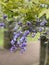 Photo of the flower of Wisteria Amethyst or Chinese Wisteria