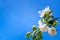 Photo of flowering branch of apple tree in spring against the bl