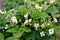 Photo of flowering strawberry bushes in the garden