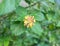 Photo  of flowers perched by a bee Flowers yellow orange pink